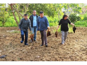 Aç kalan sokak köpekleri 100 tavuğu telef etti