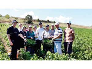 Sanayi bölgesinin ham madde ihtiyacı yerel tohumlar ile karşılanacak