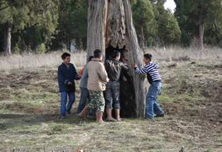 Ağaç oyuğu oyun alanı oldu