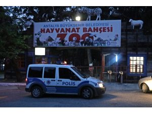Antalya’da hayvanat bahçesinden kurt kaçtı