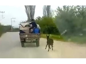 Kötü muameleye maruz kalan eşeği jandarma buldu