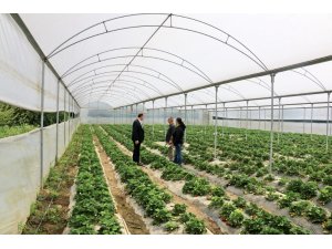 Adana’da kadın girişimciden çilek serası