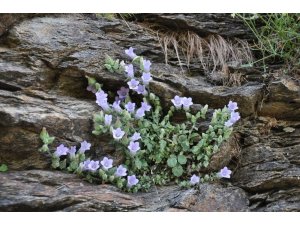 Egeli bilim insanından bir keşif daha