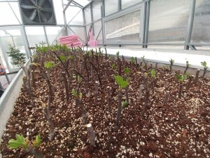 Yerel incir türlerinin üretimi için harekete geçtiler