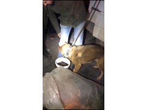 Erik kurusu içerisine saklanan uyuşturucuyu narkotik köpeği buldu