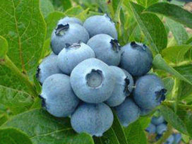 Yaban mersini hafızaya iyi geliyor