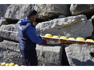 Ordulu balıkçılar sezonu değerlendirdi