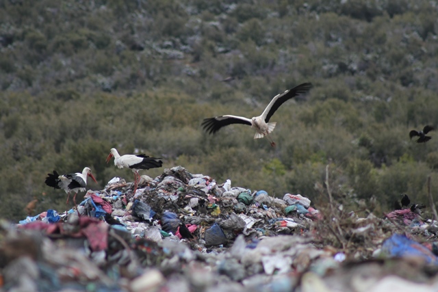 Soğuk hava leylek sürülerini çöplüğe yöneltti