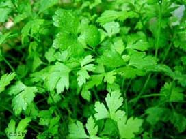 Yüksek kolestrolü düşüren formül