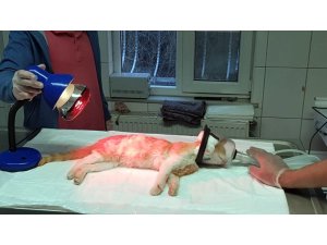 Öldü sanılan kedinin inanılmaz kurtuluşu