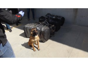 Tekirdağ'da 131 kilogram skunk ele geçirildi