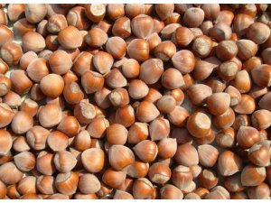 7 ayda 189 bin ton fındık ihraç edildi