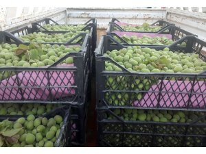 Kayısı çağlasının kilosu 10 liradan alıcı buluyor