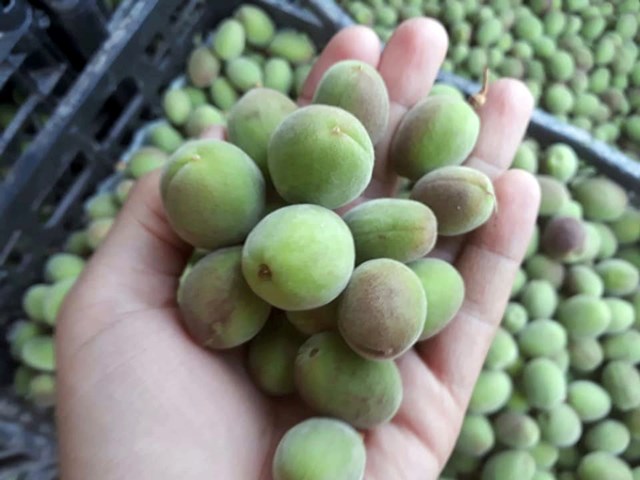 Kayısı çağlasının kilosu 10 liradan alıcı buluyor