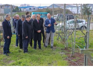 Örnek fındık bahçesi yeşillendi