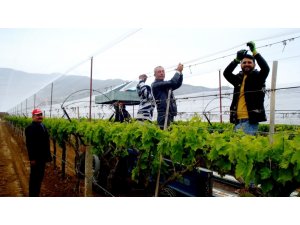 Sarıgöl’de üzüm bağlarına dolu önlemi