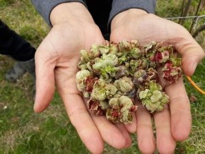 Fındıkta ‘kozalak akarı’ zararlısına karşı üreticiler bilgilendiriliyor