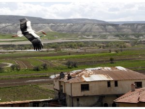 Baharın habercisi leylekler, Kayabükü'ne gelmeye başladı