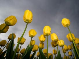 Bu duvar kağıtları cebiniz için