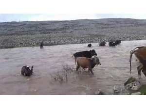 Dereden geçen sürü sular yükselince zor anlar yaşadı