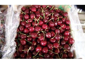 Türkiye 52 ülkeye kiraz ihraç etti