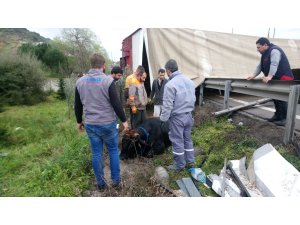 GÜNCELLEME - Kocaeli'de büyükbaş hayvan yüklü tır devrildi