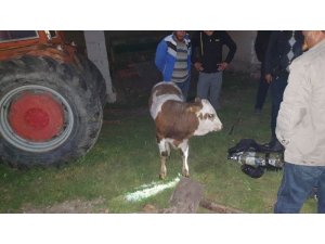 Kuyuya düşen buzağıyı itfaiye kurtardı