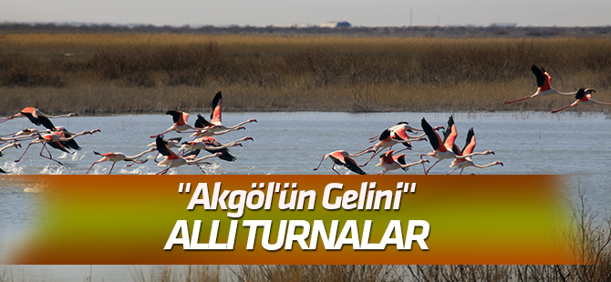 "Akgöl'ün gelini" allı turnalar