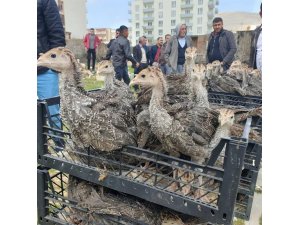 Mardin’de çiftçilere 12 bin 500 adet hindi palazı dağıtıldı