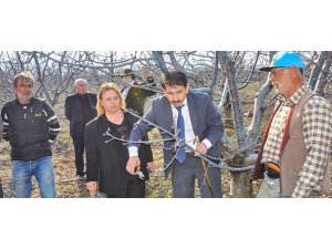 Mihalıççık’ta 6 bin dekarda kiraz üretimi