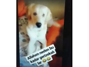 Köpeğin gözüne deodorant sıkan kişi sosyal medyada büyük tepki gördü