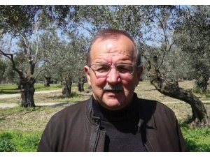 Edremit Körfezi'ndeki zeytin üreticileri yeni sezondan umutlu