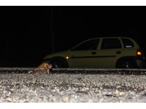 Kurbağalar için karayollarından tünel talebi