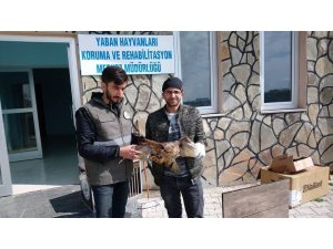 Yaralı kuşlar tedavi altına alındı