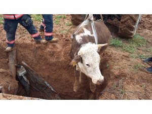 Kuyuya düşen, inek uzun uğraşlar sonucu kurtarıldı