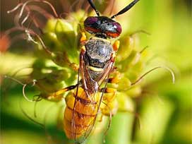 Yaban arısının gen haritası çıkarıldı