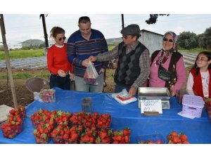 Çileği meslek edindi