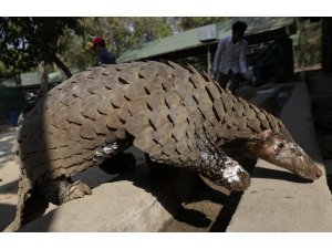 Singapur’da 38,7 milyar dolar değerinde karıncayiyen pulu ele geçirildi