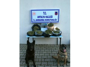 Korkuteli’nde 6 kilo kubar esrar ele geçirildi