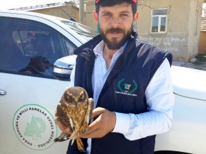 Yaralı şahin koruma altına alındı