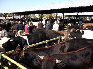 Isparta Canlı Hayvan Pazarı şap tehdidiyle kapatıldı