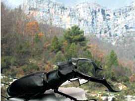 Böcekler yangından beş kat daha zararlı!