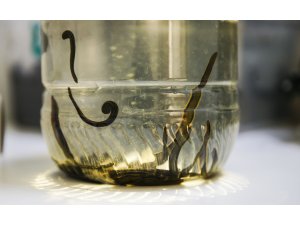 Sülüklerin nesli tükenme tehlikesiyle karşı karşıya