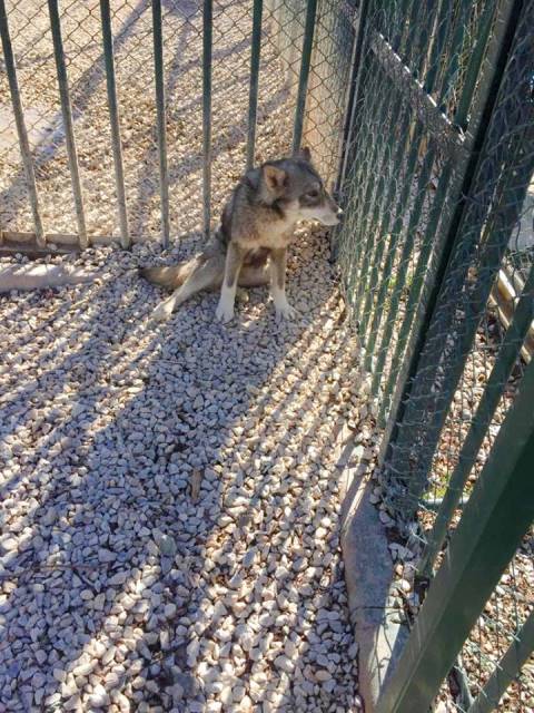 Hasta kurt tedavi ediliyor