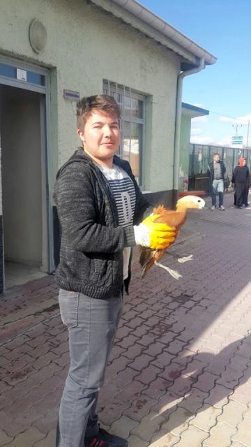 Hasta angut kuşu tedaviye alınıyor