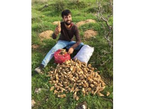 Yağmur yağınca ortaya çıktı, kilosu 200 liradan satılıyor