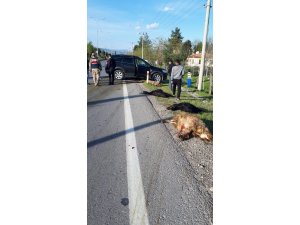 Lüks cip koyun sürüsüne daldı, 18 hayvan telef oldu