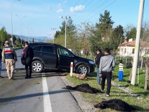 Cipin çarptığı 18 küçükbaş hayvan telef oldu