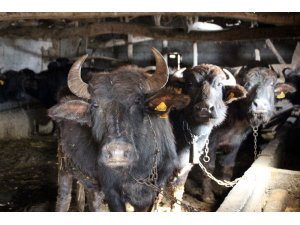 Samsun manda sayısında Türkiye 1’incisi, büyükbaşta ise Türkiye 9’uncusu