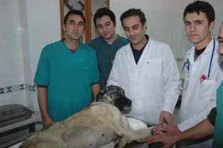 Balıkçıların oltaları kedi ve köpeklerin düşmanı